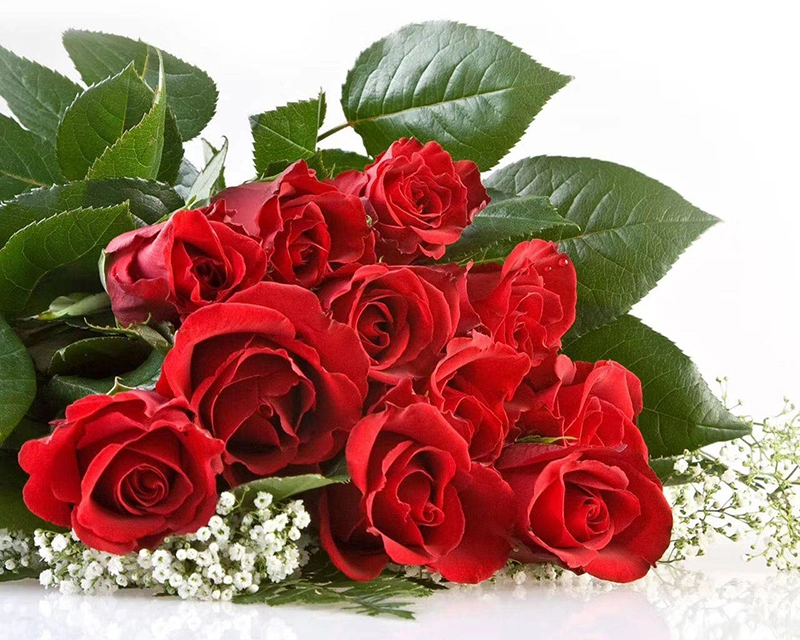 Fresh Cut Rose Promotion Gift Decorative Flower Valentine Day Monther&prime;s Day 20PCS/Bundle