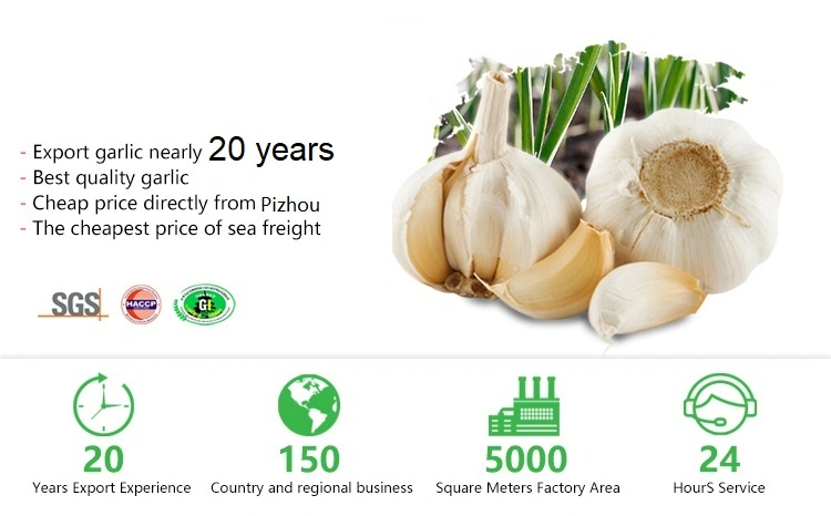 Export Fresh Fruits Vegetables China Wholesaler Importer Exporter Buyers Garlic