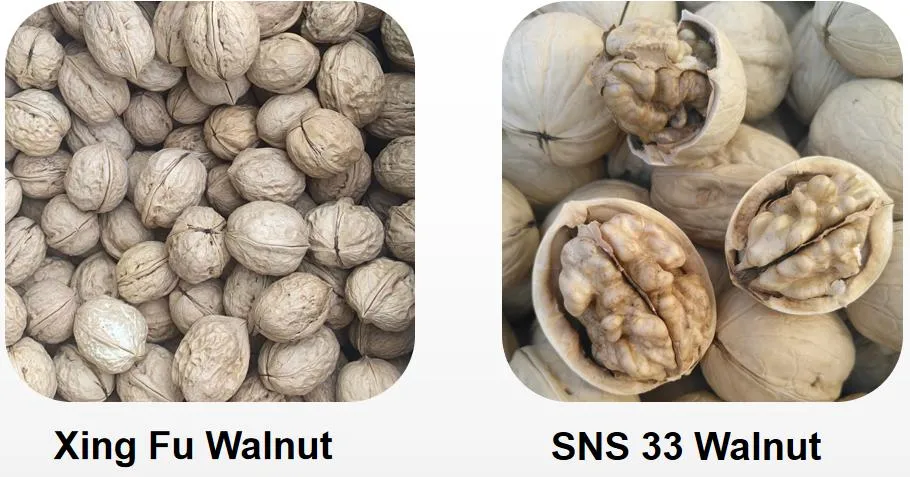Premium Thin Skin Walnuts Inshell Whole in Shell Walnut