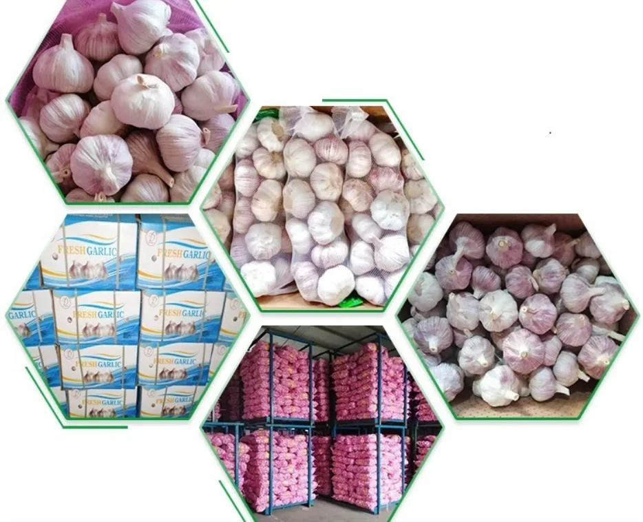 China Fresh Fruits Vegetables Supplier Wholesale Fresh Garlic Price