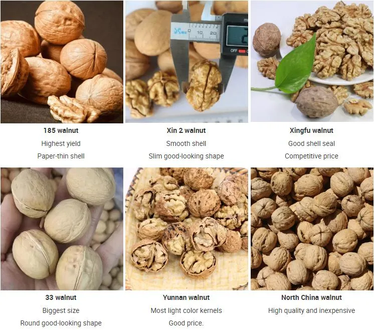 Chinese Top Grade Walnuts in Shell