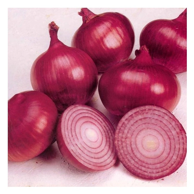 Fresh Onion for Sale Cheap Price Chinese Fresh Vegetable Onion High Quality Fresh Yellow Onion