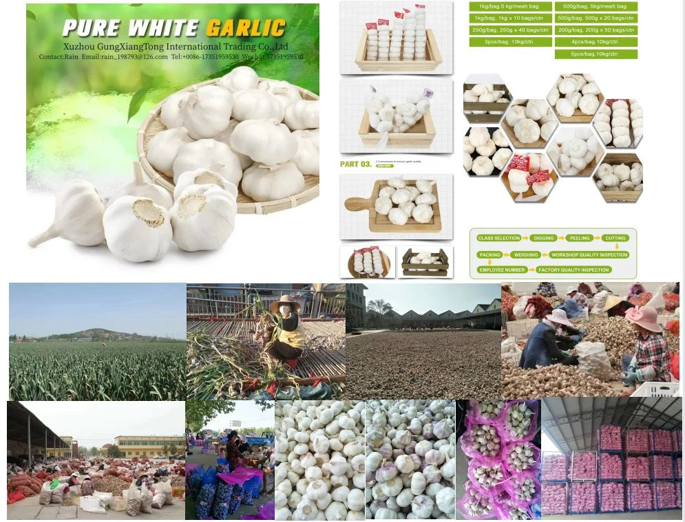 Export Fresh Fruits Vegetables China Wholesaler Importer Exporter Buyers Garlic
