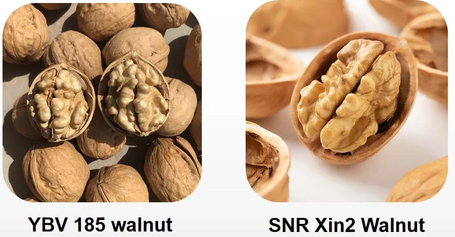 Premium Thin Skin Walnuts Inshell Whole in Shell Walnut