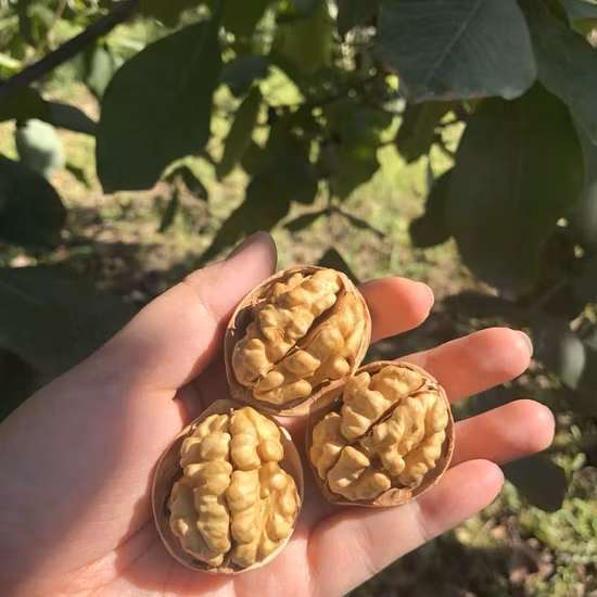 Wholesale Top Quality Chinese Walnut Kernels Walnut Halves Light Amber Halves Walnut Kernels