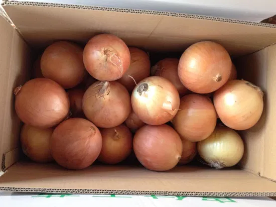 New Season Fresh Vegetables Yellow Onion From China Factory