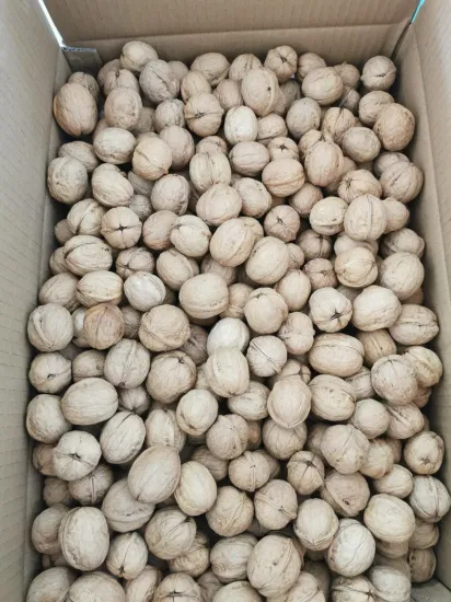 Xinjiang 185 Washed Paper Walnuts