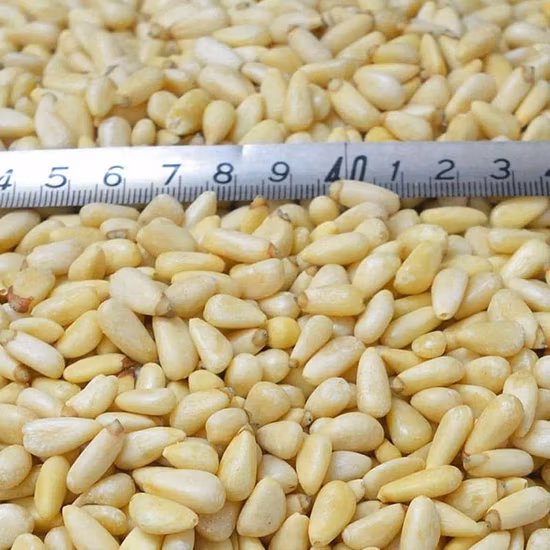Top Quality Pine Nuts Kernels Good Taste Pine Nuts Wholesale