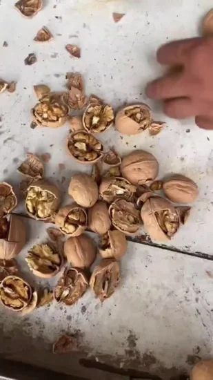 Chinese Xinjiang Paper Shell Raw Walnuts with Low Price