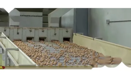 Hot Sales New Crop Walnut in Shell