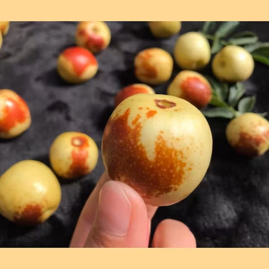 High Quality Chinese Special Fresh Fruits Jujube /Fresh Sweet Dongzao Dates