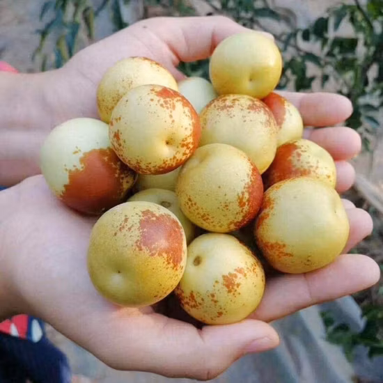 Fresh Juicy Sweet Taste Fresh Winter Jujube Fruit for Sale
